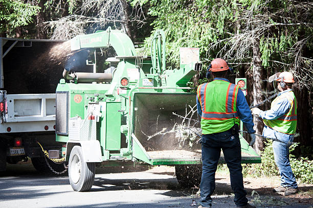 King, NC Tree Removal Services Company